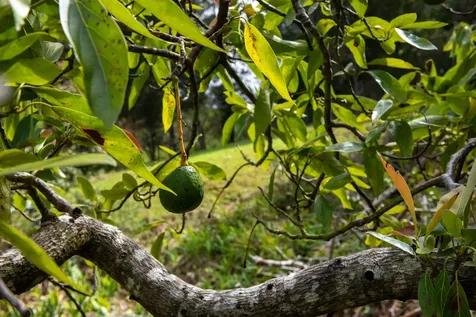 45-3503 Kahana Drive Honokaa HI 96727