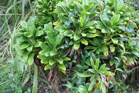 17-856-A Olaa Road Kurtistown HI 96760