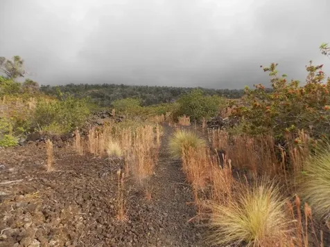 Captain Cook HI 96704