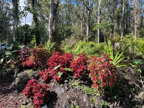 777 Iolani Street Pahoa HI 96778