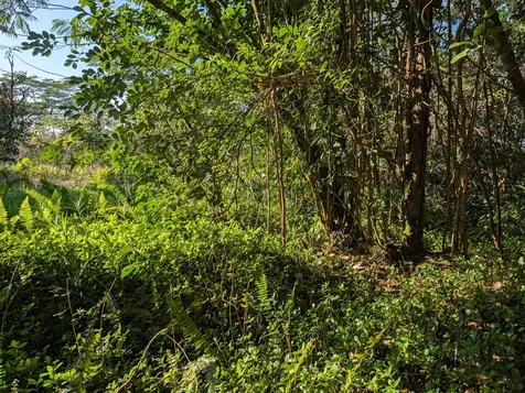 8TH Avenue Keaau HI 96749