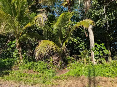 8TH Avenue Keaau HI 96749