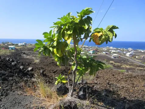 88-1519 Eiwa Avenue Captain Cook HI 96704