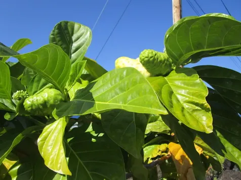 88-1519 Eiwa Avenue Captain Cook HI 96704