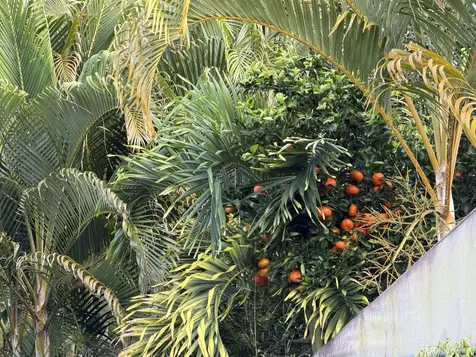 16-2061 Orchid Drive Pahoa HI 96778