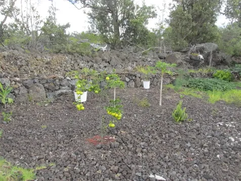 92-8522 Trade Wind Boulevard Ocean View HI 96737