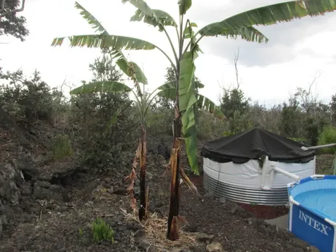 92-8522 Trade Wind Boulevard Ocean View HI 96737