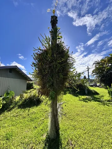 16-2036 Macadamia Drive Pahoa HI 96778