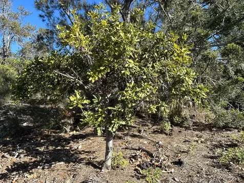 92-8366 Tiki Lane Ocean View HI 96737