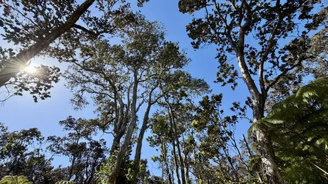 11-3772-A Alaohia Street Volcano HI 96785