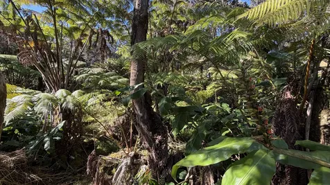 11-3772-A Alaohia Street Volcano HI 96785