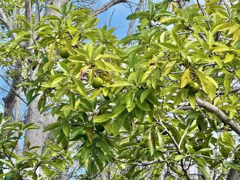 92-2073 Kailua Boulevard Captain Cook HI 96737