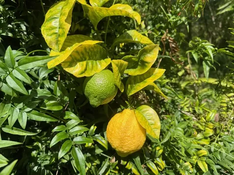 92-2073 Kailua Boulevard Captain Cook HI 96737