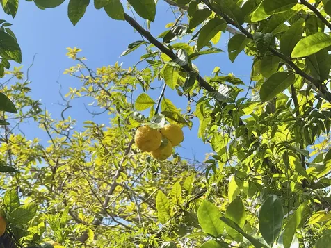 92-2073 Kailua Boulevard Captain Cook HI 96737