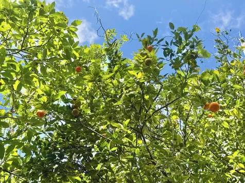 92-2073 Kailua Boulevard Captain Cook HI 96737