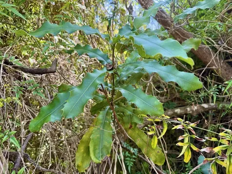 92-2073 Kailua Boulevard Captain Cook HI 96737