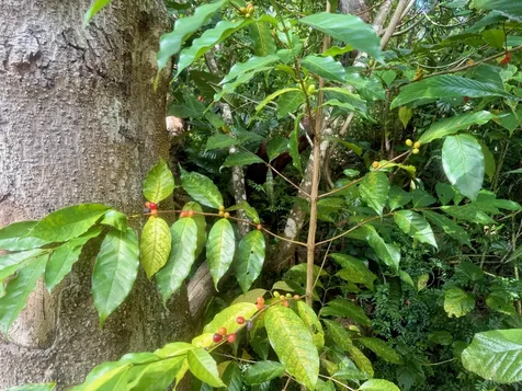 92-2073 Kailua Boulevard Captain Cook HI 96737