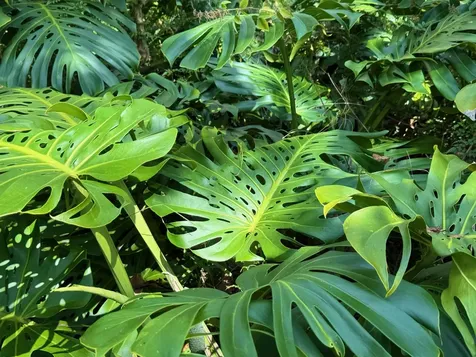 92-2073 Kailua Boulevard Captain Cook HI 96737