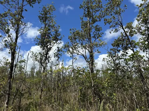 Sandalwood Court Keaau HI 96749