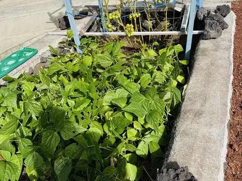 92-8913 King Kamehameha Boulevard Ocean View HI 96737