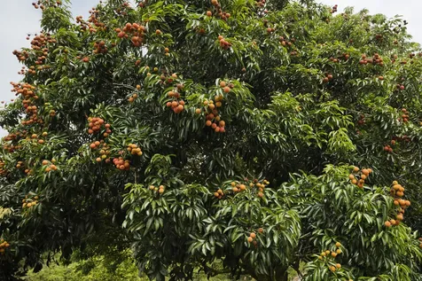 16-295 Orchidland Drive Kurtistown HI 96749