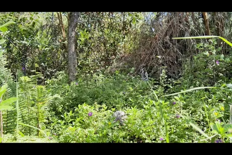 18TH Avenue Keaau HI 96749