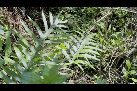 18TH Avenue Keaau HI 96749