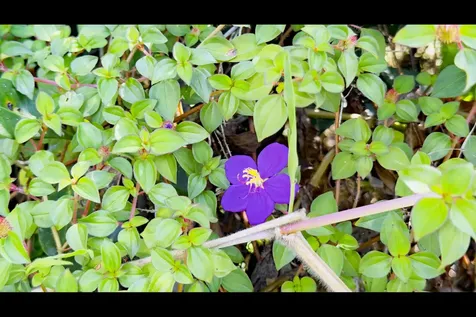 18TH Avenue Keaau HI 96749