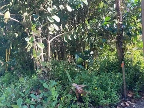 15-1144 Amau Road Keaau HI 96749