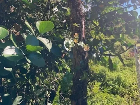 15-1144 Amau Road Keaau HI 96749