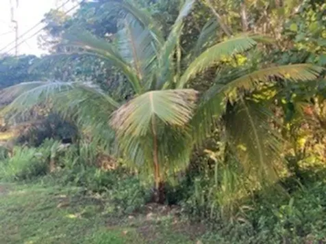 15-1144 Amau Road Keaau HI 96749