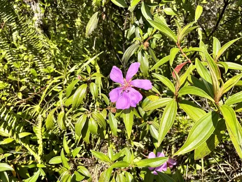 7TH Avenue Keaau HI 96749