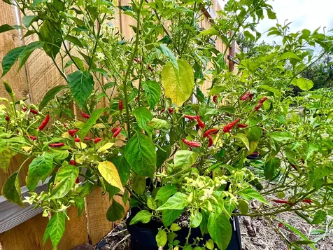 94-6479 Puukani Road Naalehu HI 96772