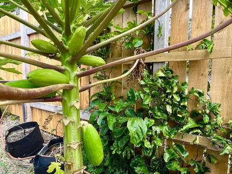 94-6479 Puukani Road Naalehu HI 96772