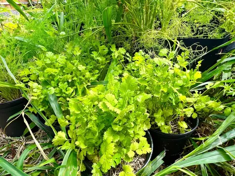 94-6479 Puukani Road Naalehu HI 96772