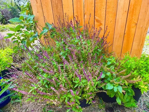 94-6479 Puukani Road Naalehu HI 96772