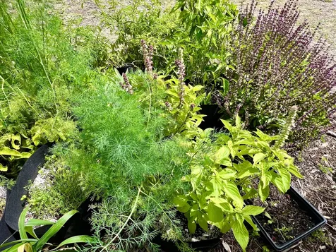 94-6479 Puukani Road Naalehu HI 96772