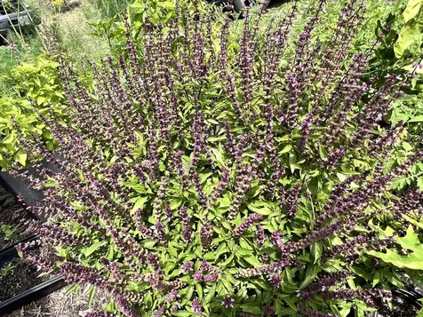 94-6479 Puukani Road Naalehu HI 96772