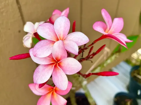 94-6479 Puukani Road Naalehu HI 96772