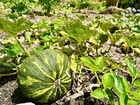 94-6479 Puukani Road Naalehu HI 96772