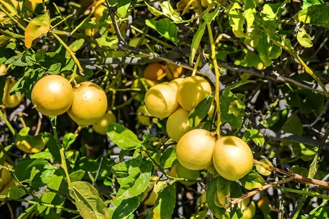 59-217 Hokulele Drive Kamuela HI 96743