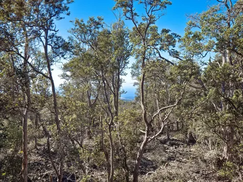 92-2120 Palm Parkway Ocean View HI 96737