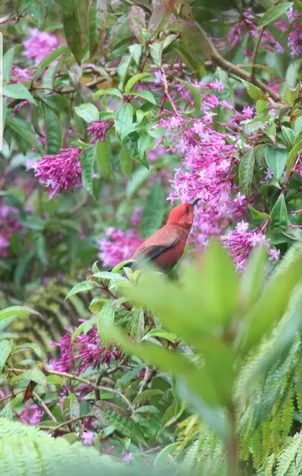 99-7814 Kapoha Place Volcano HI 96785