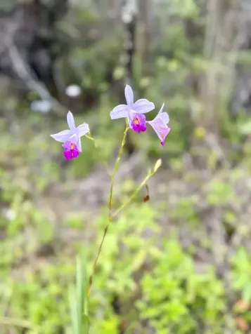 17-450 Kuauli Road Kurtistown HI 96760