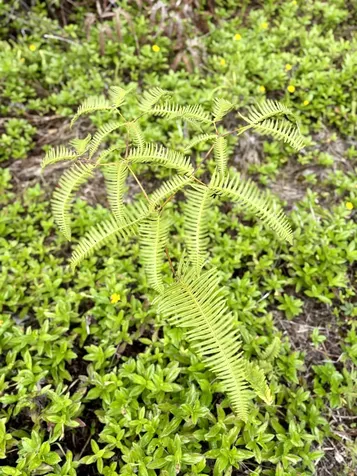 17-450 Kuauli Road Kurtistown HI 96760