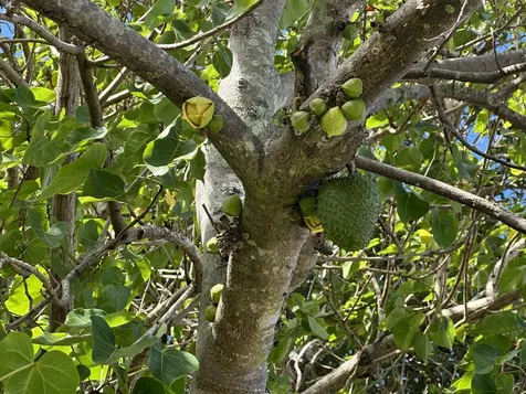 53-4214-A Akoni Pule Highway Kapaau HI 96755