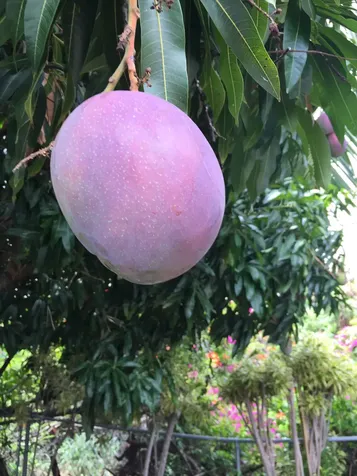 92-8233 Reef Parkway Ocean View HI 96737