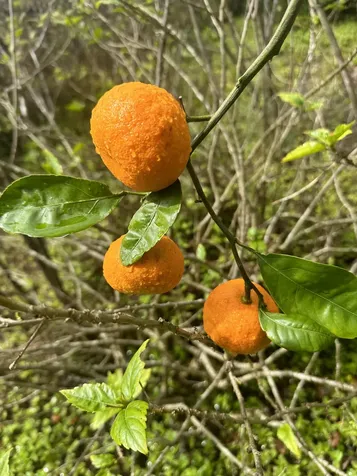 92-8233 Reef Parkway Ocean View HI 96737