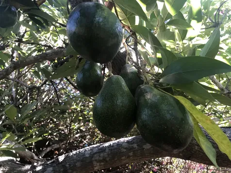 92-8233 Reef Parkway Ocean View HI 96737