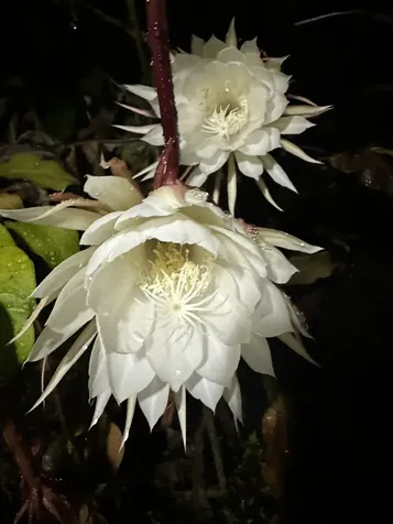 92-8233 Reef Parkway Ocean View HI 96737